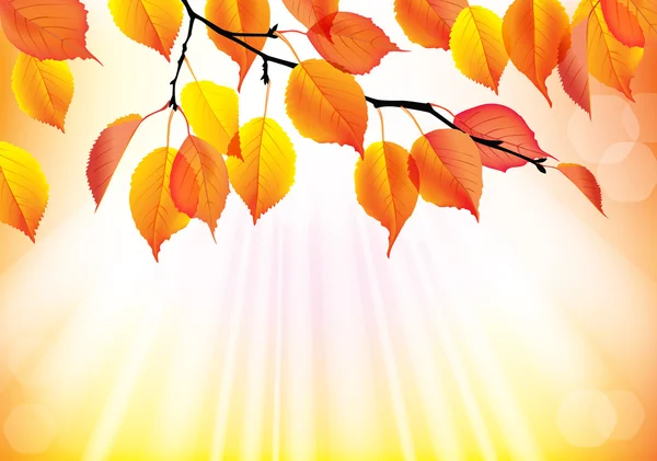 Autumn branch with yellow leaves background — Stock Vector