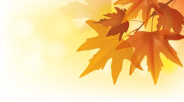 Belles feuilles d'érable d'automne — Image vectorielle