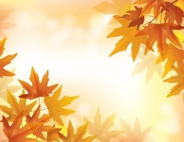 Sarı akçaağaç Şubesi