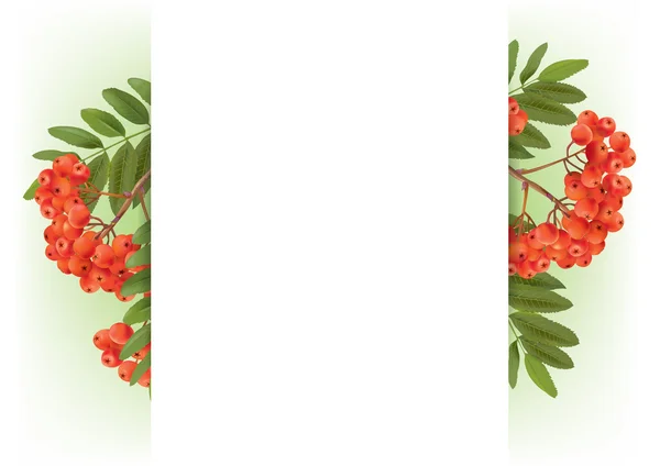 Bannière avec automne rowan — Image vectorielle