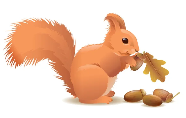 Squirrel with acorns — Stock Vector