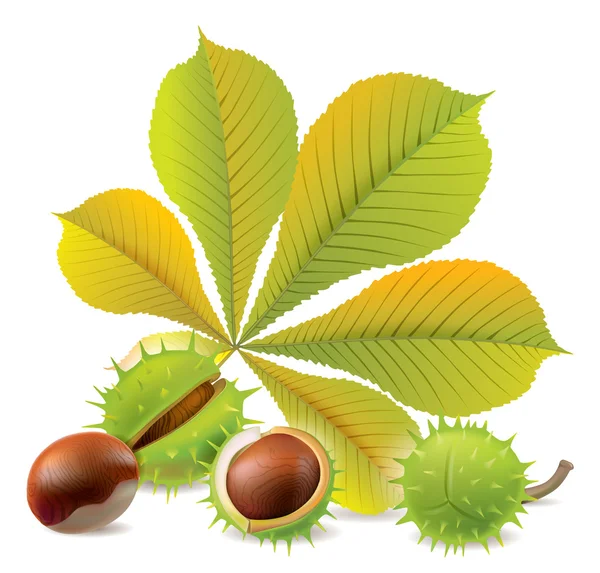 Autumn chestnuts — Stock Vector