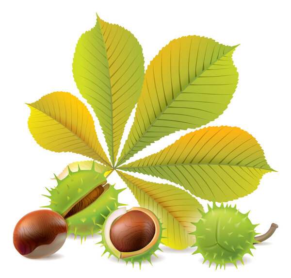 Autumn chestnuts