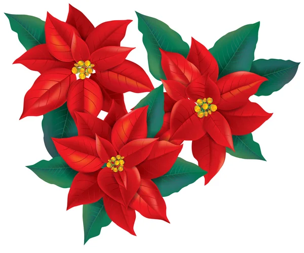 Poinsettia rossa fiore di Natale — Vettoriale Stock