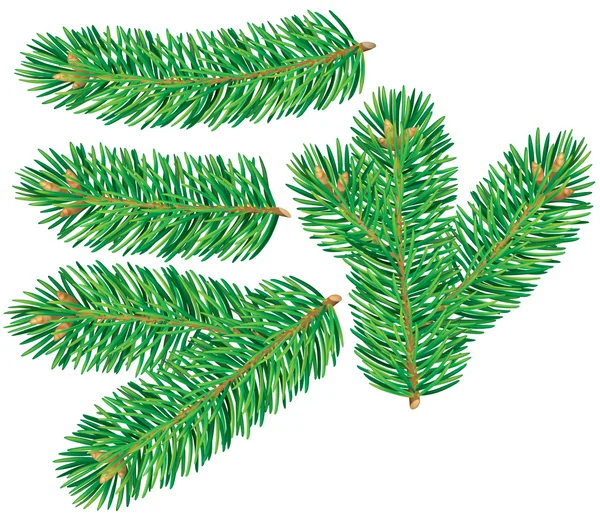 Branch of spruce — Stock Vector