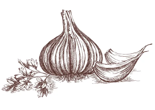 Garlic and parsley hand drawing — Stock Vector