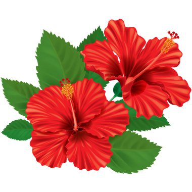 Hibiscus flower clipart