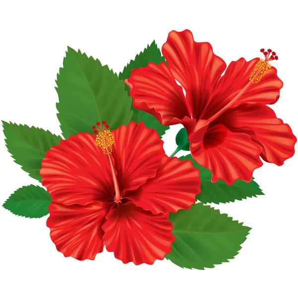 Flor de hibisco — Vector de stock