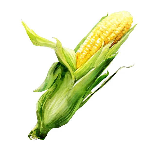 Espiga de milho com folha — Fotografia de Stock