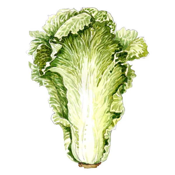 Cabbage leaf. watercolor painting — Stock Photo, Image