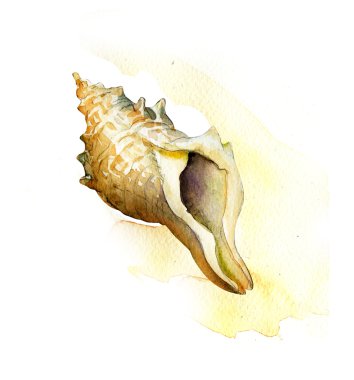 Deniz kabuğu. suluboya resim