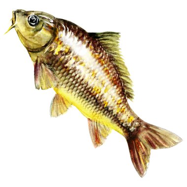 sazan balığı. suluboya resim