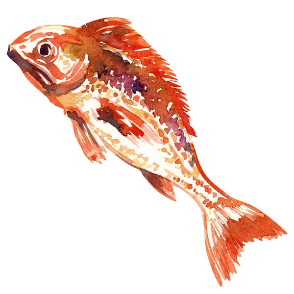 Röd fisk. akvarellmålning — Stockfoto