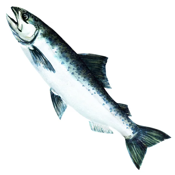 Chinook Lachs Fisch. Aquarellmalerei — Stockfoto