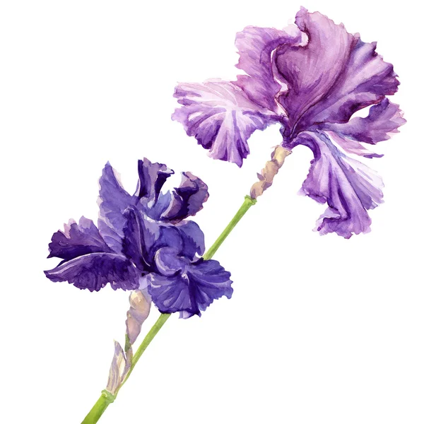 Vacker blomma iris — Stockfoto