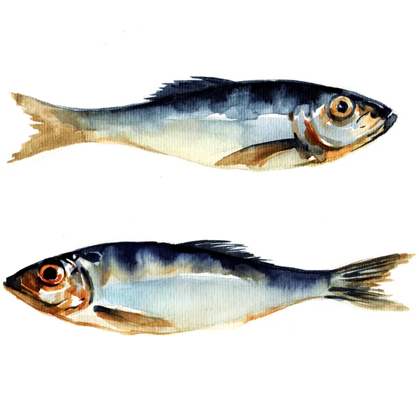 Herring fish. watercolor painting — Stock Photo, Image