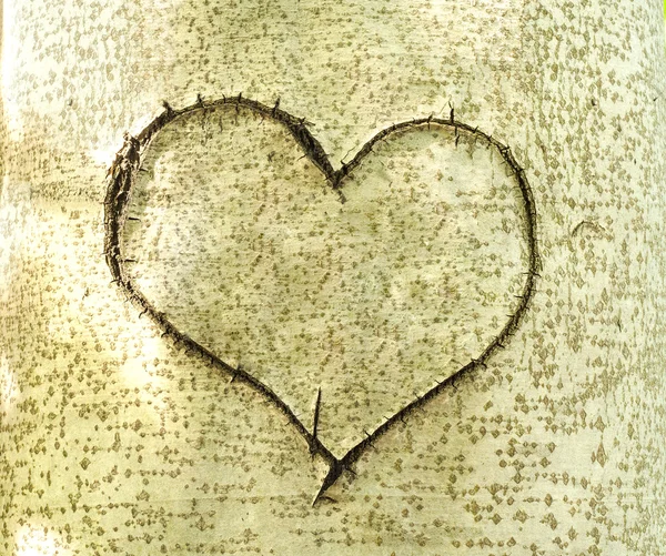 Heart carved in bark of tree — Stock Photo, Image