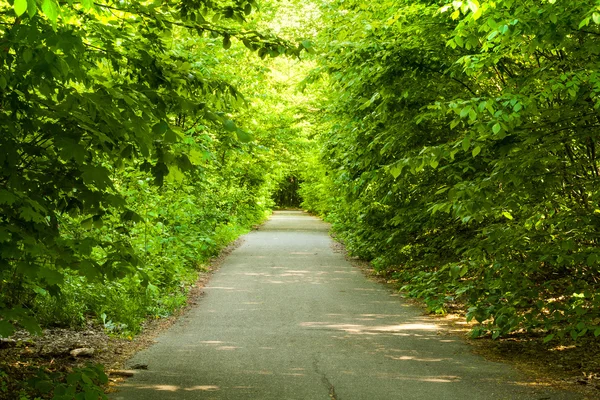 Camino en un hermoso carril forestal — Foto de Stock