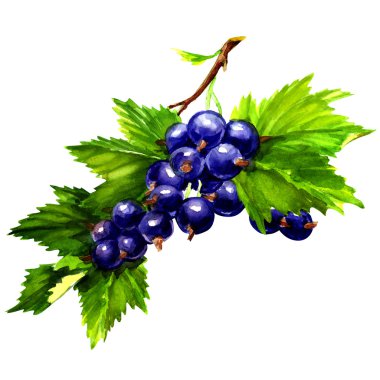 beyaz izole suluboya siyah kuş üzümü