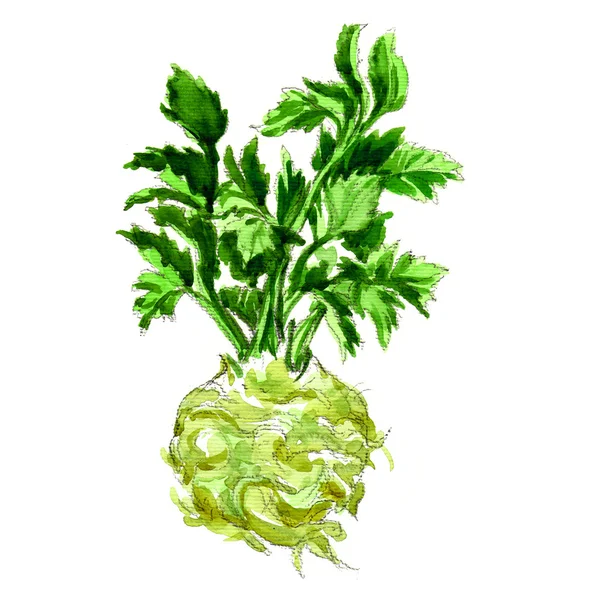 Watercolor celery isolated on white — Stock Photo, Image