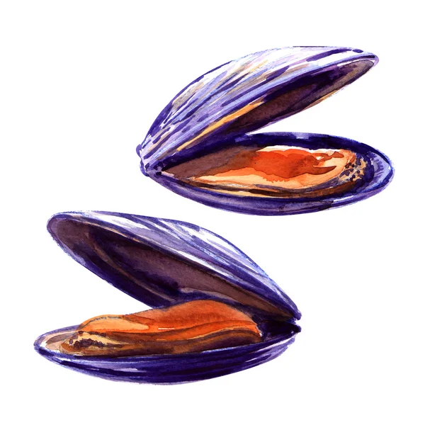 Mussels — Stock Photo, Image