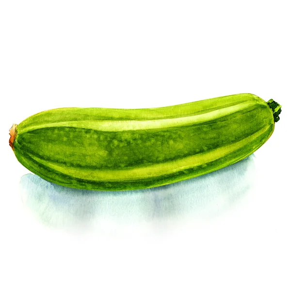 Akvarell färsk zucchini — Stockfoto
