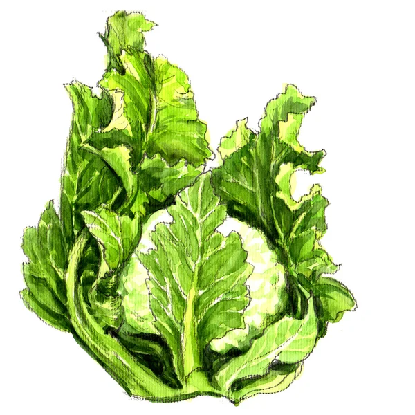 Watercolor cauliflower isolated — Stock Photo, Image