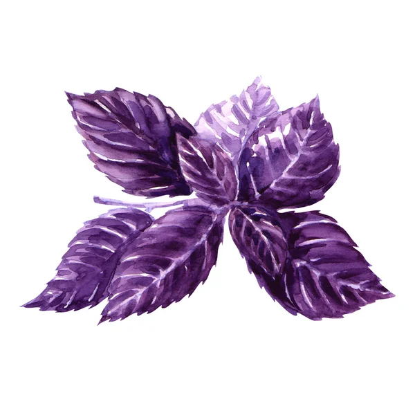 Watercolor fresh violet basil isolated — Stock Photo, Image