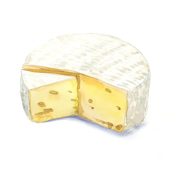 Akvarell ost brie på vit bakgrund — Stockfoto