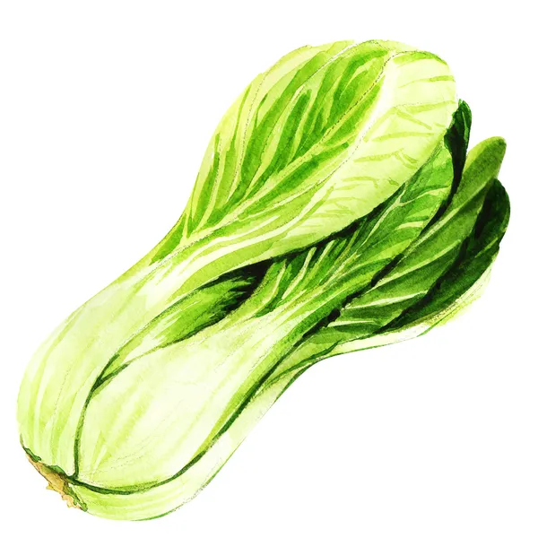 Pak choi verde fresco sobre un fondo blanco — Foto de Stock