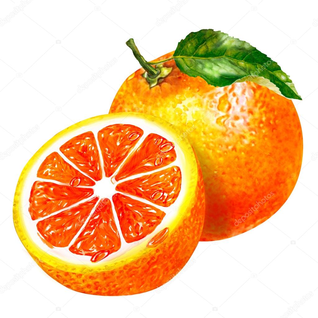 Watercolor group of grapefruit — Stock Photo © deslns 50959063