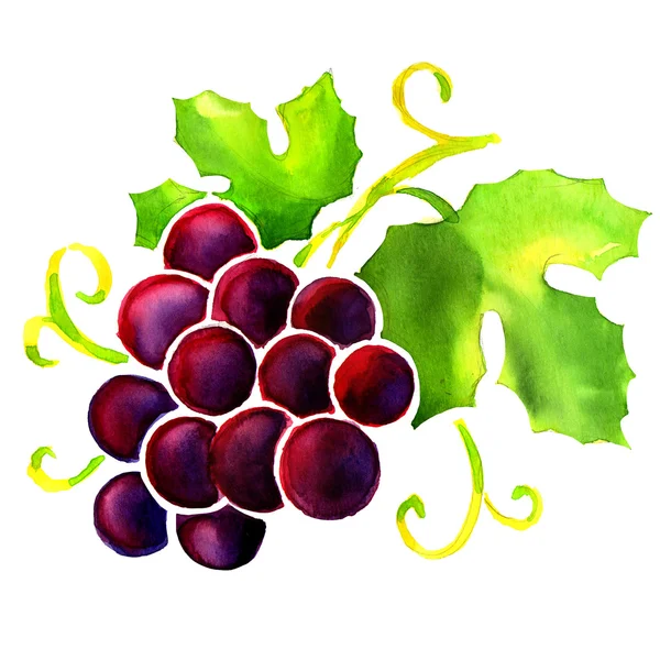 Watercolor red grape isolated on white — Stock Photo, Image