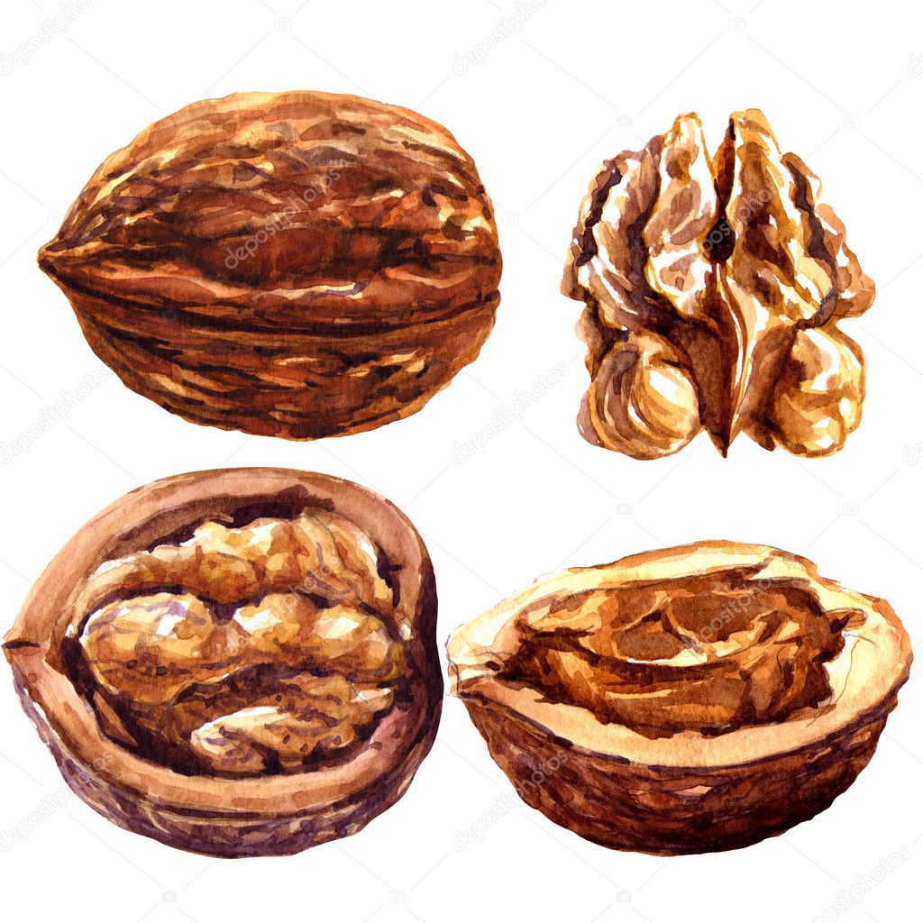 set of walnuts isolated on white background.