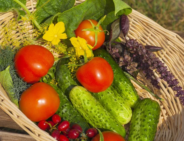 Tomaat, komkommer. groenten in de mand — Stockfoto