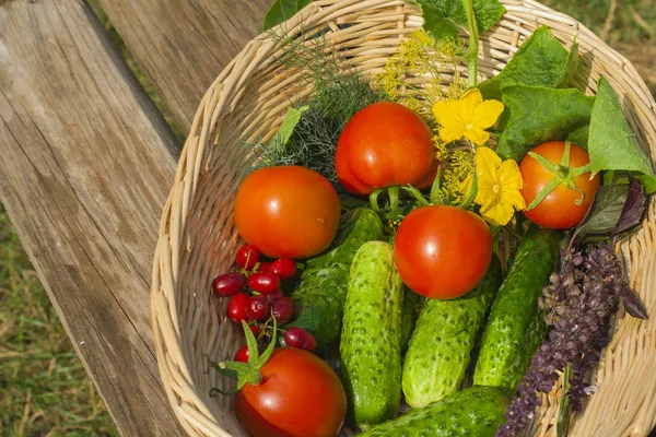 Tomate, pepino. verduras en cesta — Foto de Stock