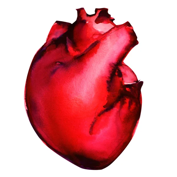 Coração humano isolado em branco — Fotografia de Stock