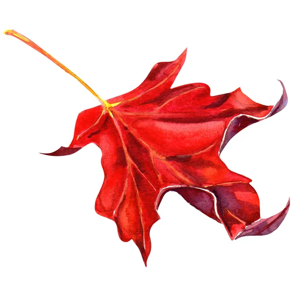 Rotes Ahornblatt als Herbstsymbol — Stockfoto