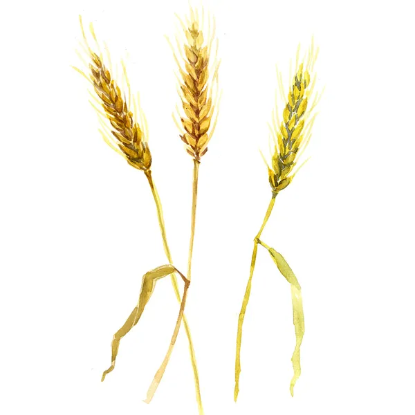 Izole suluboya buğday kulaklar — Stok fotoğraf