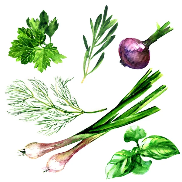 Conjunto de verduras de hoja verde fresca, eneldo fresco, perejil, cebolla, albahaca, romero, hierbas culinarias naturales y especias aisladas. Concepto de comida. Ilustración de acuarela dibujada a mano en blanco —  Fotos de Stock