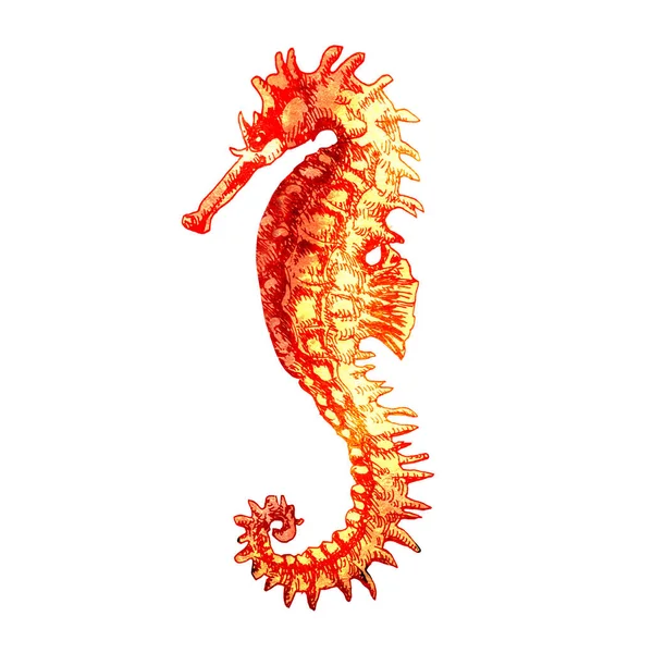 Red or orange sea horse, seahorse isolated, sea ocean wildlife concept, hand drawn watercolor illustration on white — Stock Photo, Image