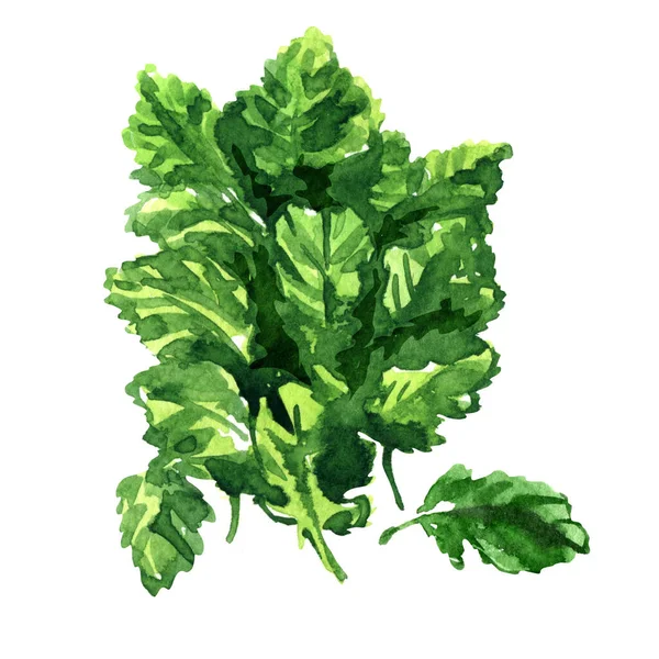緑のサラダの葉の赤ちゃんのケールレタス、孤立した、有機野菜、クローズアップ、健康的な菜食主義者の食べ物、若い、未熟なケール植物の葉、孤立した、手描きの水彩画のイラスト白 — ストック写真