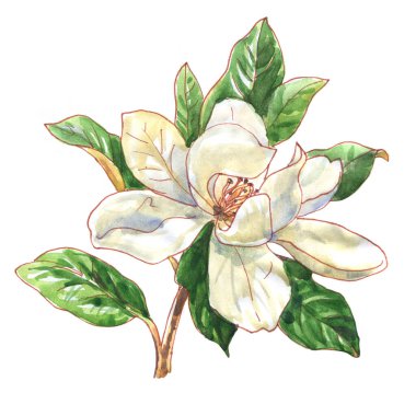 Dallı beyaz manolya, güzel taze manolya bahar çiçeği, izole edilmiş, el çizimi suluboya resimli selamlama için, düğün kartı, mutlu anneler günü.