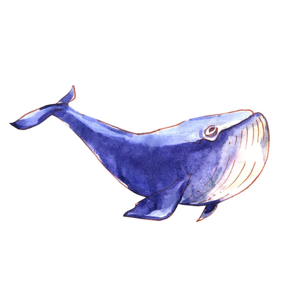 Big blue whale, underwater sea animal, isolated, hand drawn watercolor illustration on white — ストック写真