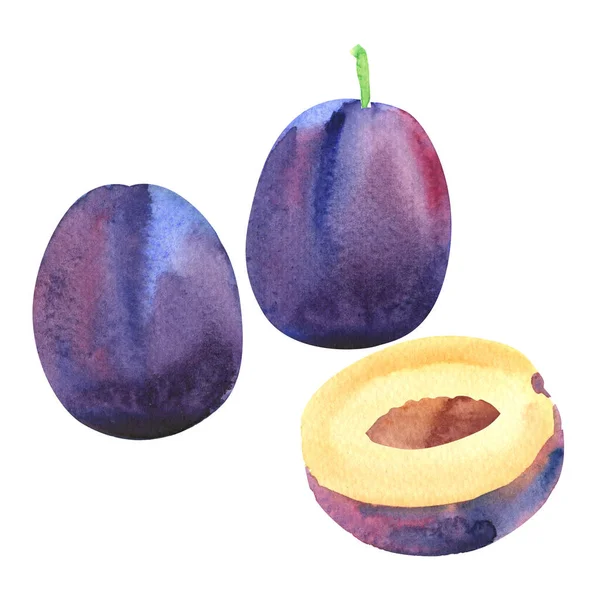 Set of ripe sweet blue plums, whole purple plum and half, fresh juicy fruit isolated, hand drawn watercolor illustration on white — Stock Photo, Image