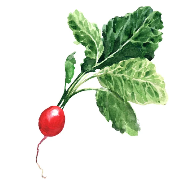 Ravanello rosso con foglie, verdura biologica naturale fresca, piccolo ravanello da giardino, oggetto isolato, primo piano, illustrazione ad acquerello disegnata a mano su bianco — Foto Stock