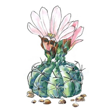 Beyaz ve pembe çiçekli kaktüsler, sulu, tropikal çiçekli kaktüsler, çiçek açan yeşil ev bitkileri, çiçek tasarımı, izole nesneler, beyaz üzerine elle çizilmiş suluboya çizimleri.