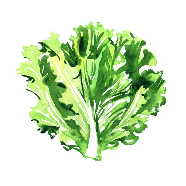 Fresh green lettuce salad leaf, leaves, healthy food, vegetarian organic concept, isolated, package design element, hand drawn watercolor illustration on white — Zdjęcie stockowe