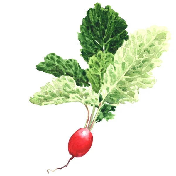 Red radish with leaves, fresh natural organic vegetable, small garden radish, isolated object, close-up, hand drawn watercolor illustration on white — ストック写真
