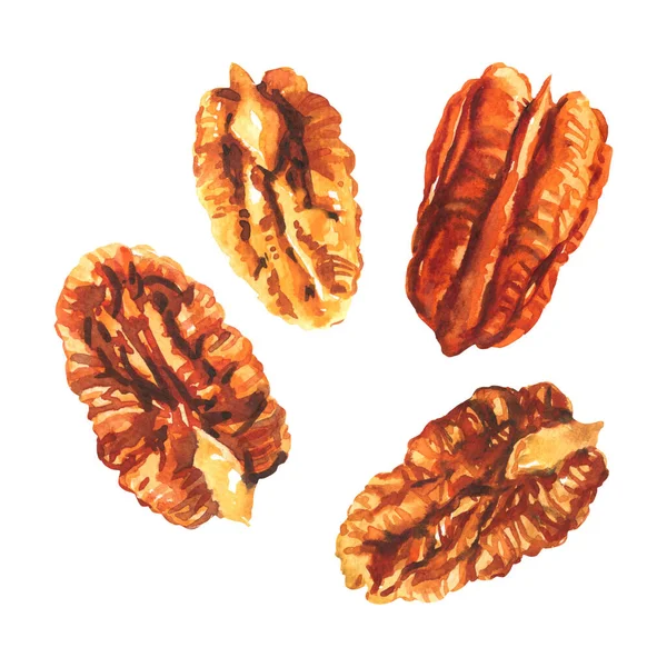 Tasty Pecan Nut Pecan Broken Halves Pieces Dried Pecans Set — Fotografia de Stock