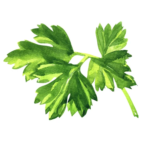 Fresh green parsley leaves, natural organic healthy food, vegetarian ingredient, isolated object, close-up, package design element, hand drawn watercolor illustration on white —  Fotos de Stock